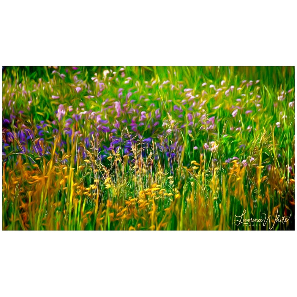 Meadow Impression 10